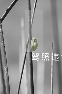 驾照违法网上处理