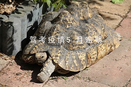 驾考疫情5月逾期