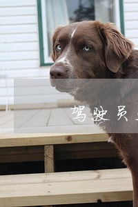 驾驶员违法行为的危害 驾驶员违法行为的危害
