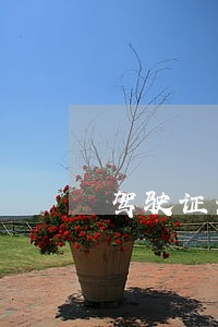 驾驶证老是显示违法未处理 驾驶证老是显示违法未处理