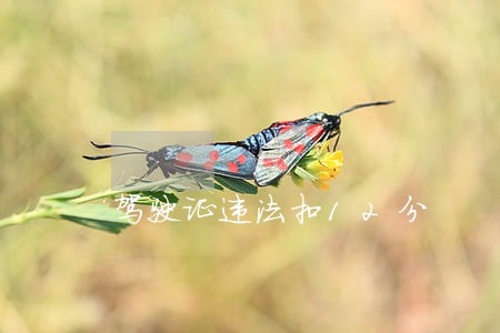 驾驶证违法扣12分