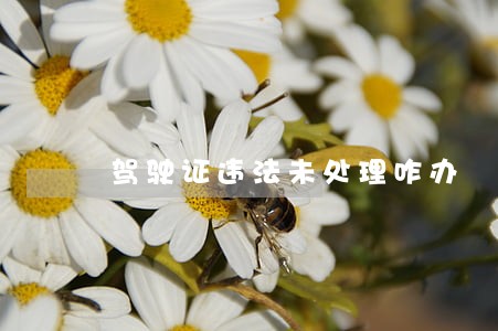驾驶证违法未处理咋办 驾驶证违法未处理咋办