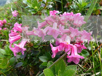 驾驶证违法未处理滞纳金 驾驶证违法未处理滞纳金