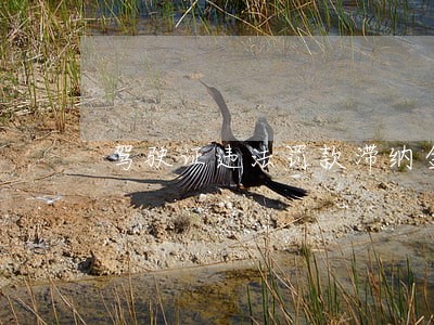 驾驶证违法罚款滞纳金