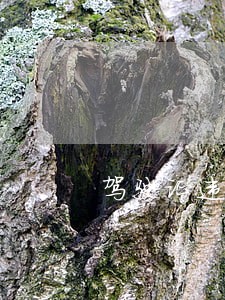 驾驶证违法记录是什么意思