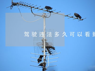 驾驶违法多久可以看到结果