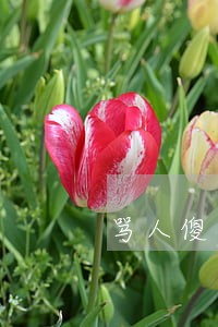 骂人傻子违法吗 骂人傻子违法吗