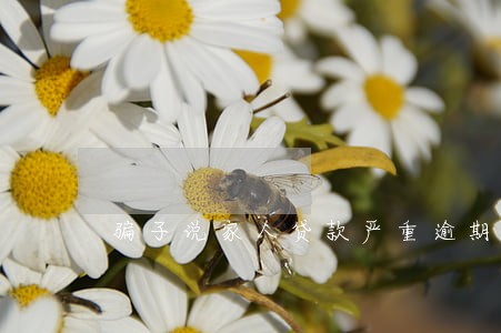 骗子说家人贷款严重逾期 骗子说家人贷款严重逾期
