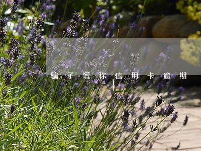 骗子谎称信用卡逾期 骗子谎称信用卡逾期