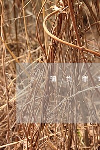 骗贷罪违法发放贷款