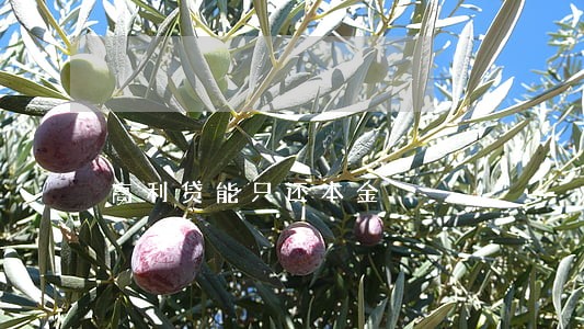 高利贷能只还本金 高利贷能只还本金