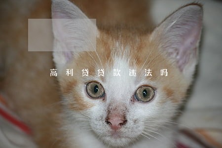 高利贷贷款违法吗 高利贷贷款违法吗