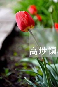 高埗镇移民留学在线律师 高埗镇移民留学在线律师