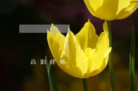高娟律师 高娟律师