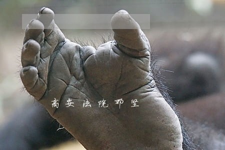 高安法院邓坚 高安法院邓坚