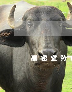 高密室孙世福信用卡逾期 高密室孙世福信用卡逾期