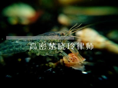 高密楚晓玲律师