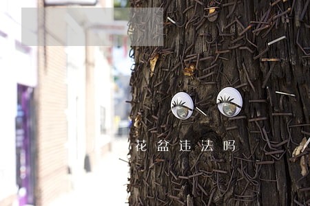 高层放花盆违法吗 高层放花盆违法吗