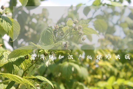 高岗镇知识产权律师快报 高岗镇知识产权律师快报