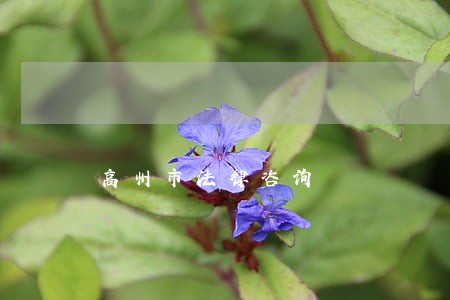 高州市法律咨询 高州市法律咨询