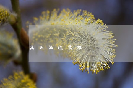 高州法院梁雄 高州法院梁雄