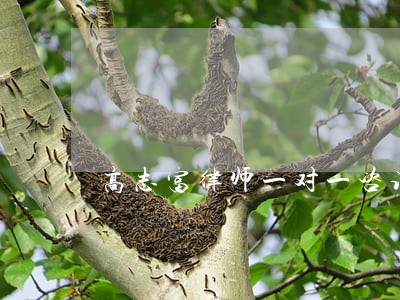 高志富律师一对一咨询 高志富律师一对一咨询