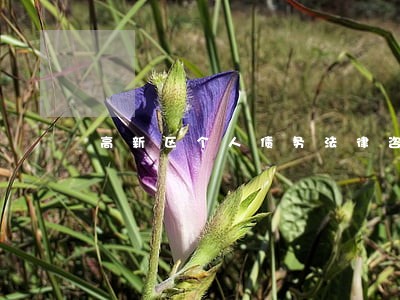 高新区个人债务法律咨询 高新区个人债务法律咨询