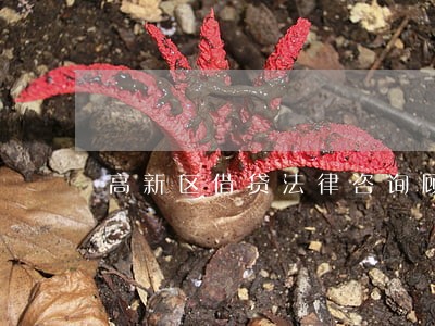 高新区借贷法律咨询顾问 高新区借贷法律咨询顾问