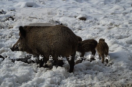 高新区地方法律咨询 高新区地方法律咨询