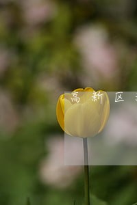 高新区新闻侵权律师咨询电话 高新区新闻侵权律师咨询电话