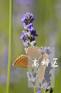 高新区日常法律咨询 高新区日常法律咨询