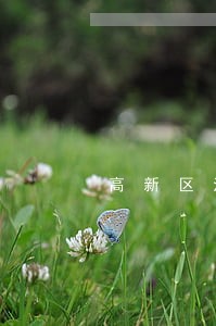 高新区法律咨询律师在线 高新区法律咨询律师在线