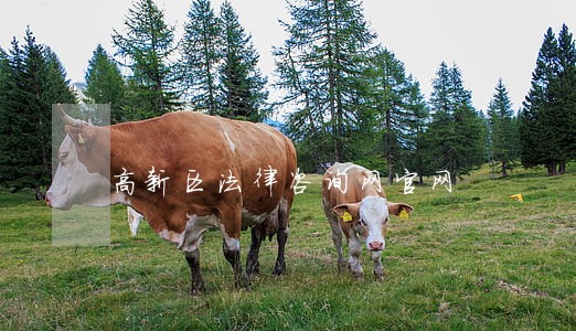 高新区法律咨询网官网 高新区法律咨询网官网