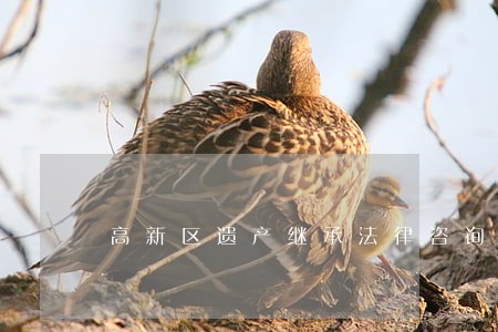 高新区遗产继承法律咨询 高新区遗产继承法律咨询
