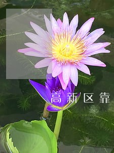 高新区靠谱离婚律师 高新区靠谱离婚律师