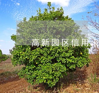 高新园区信用卡催收律师代理诉讼 高新园区信用卡催收律师代理诉讼