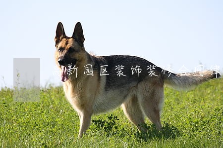 高新园区装饰装修合同律师怎么样 高新园区装饰装修合同律师怎么样