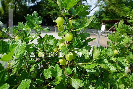 高新房地产律师 高新房地产律师