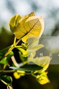 高明区wto事务在线律师 高明区wto事务在线律师