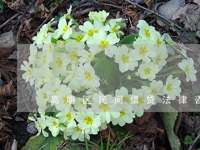 高明区民间借贷法律咨询热线 高明区民间借贷法律咨询热线