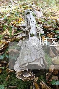 高明区法律咨询热线 高明区法律咨询热线