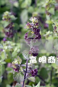 高明商标代理注册律师网站 高明商标代理注册律师网站