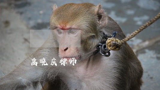 高晓庆律师 高晓庆律师