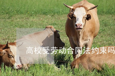 高校受劳动合同法约束吗 高校受劳动合同法约束吗