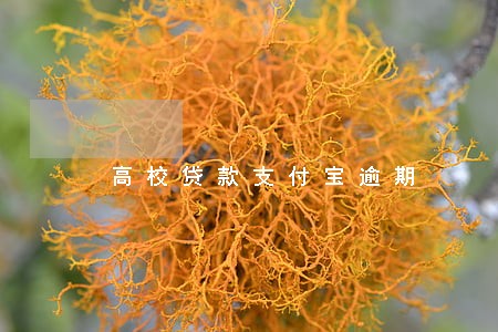 高校贷款支付宝逾期 高校贷款支付宝逾期