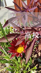 高校违法事件无法可依 高校违法事件无法可依