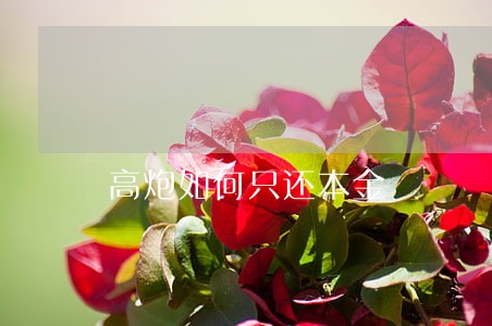 高炮如何只还本金 高炮如何只还本金