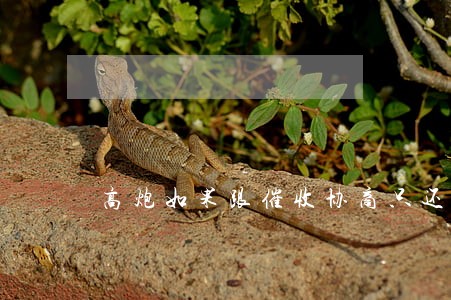 高炮如果跟催收协商只还本金 高炮如果跟催收协商只还本金