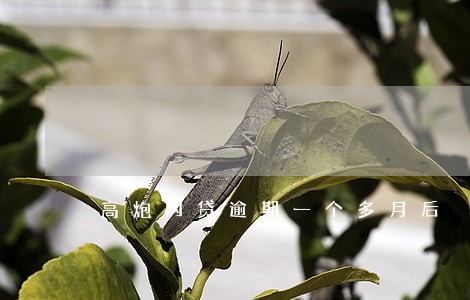 高炮网贷逾期一个多月后 高炮网贷逾期一个多月后