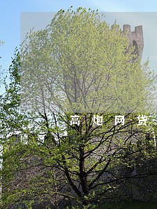 高炮网贷逾期会不会上征信